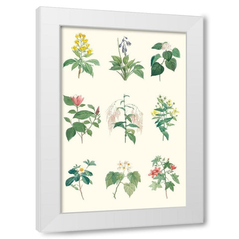Soft Botanical Chart White Modern Wood Framed Art Print by Vision Studio