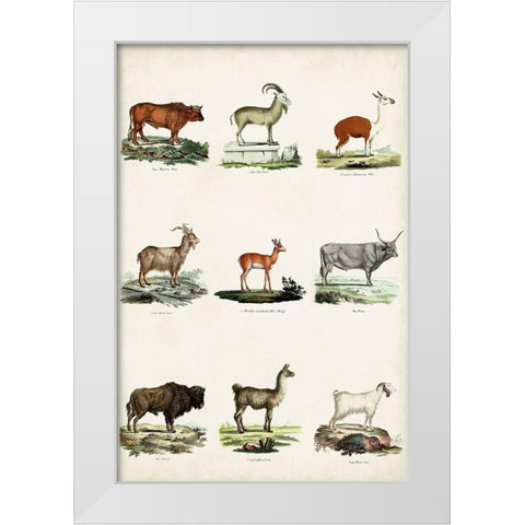 Antique Animal Chart I White Modern Wood Framed Art Print by Vision Studio