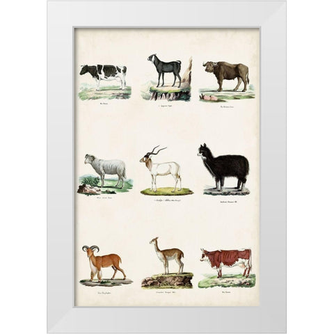 Antique Animal Chart II White Modern Wood Framed Art Print by Vision Studio