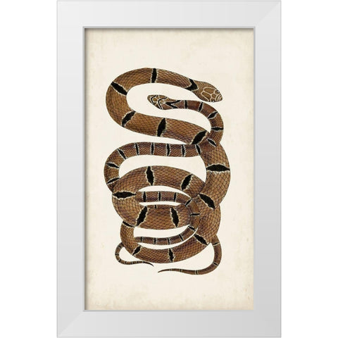 Antique Snakes III White Modern Wood Framed Art Print by Vision Studio