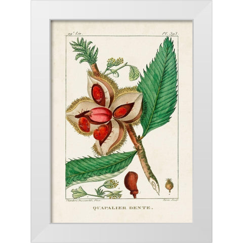 Turpin Foliage and Fruit II White Modern Wood Framed Art Print by Turpin