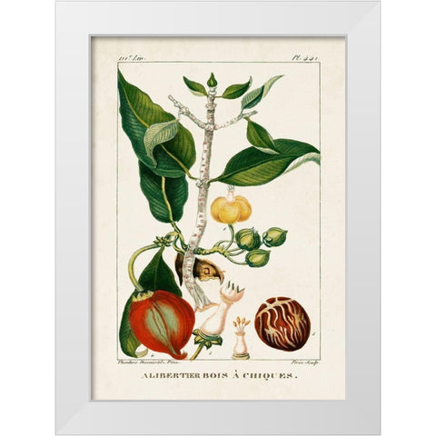 Turpin Foliage and Fruit III White Modern Wood Framed Art Print by Turpin