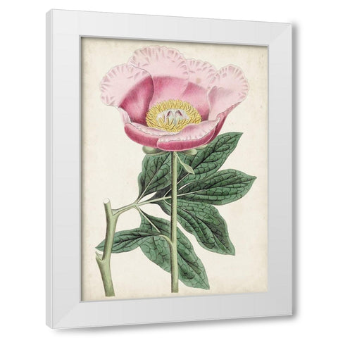 Garden Gems III White Modern Wood Framed Art Print by Curtis