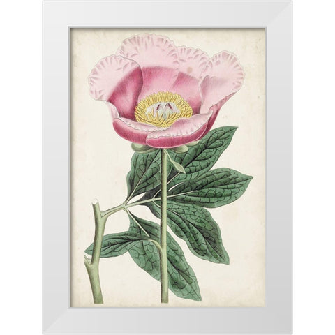 Garden Gems III White Modern Wood Framed Art Print by Curtis