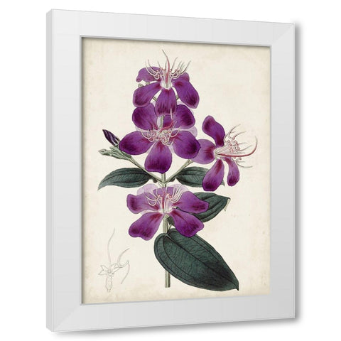 Garden Gems IV White Modern Wood Framed Art Print by Curtis