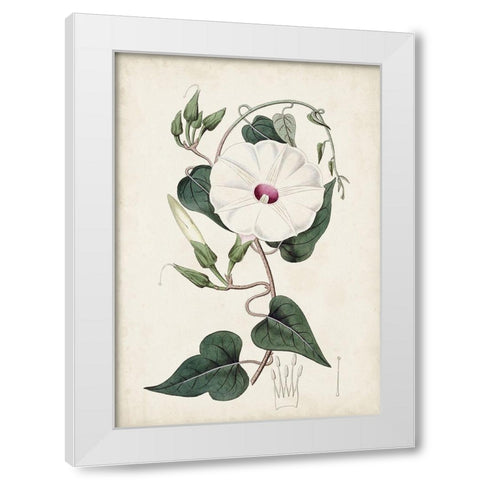 Garden Gems V White Modern Wood Framed Art Print by Curtis