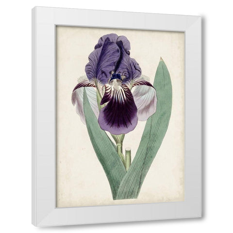 Garden Gems VI White Modern Wood Framed Art Print by Curtis