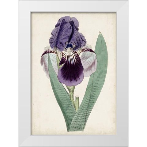 Garden Gems VI White Modern Wood Framed Art Print by Curtis