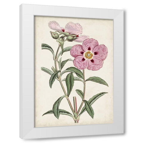 Garden Gems VII White Modern Wood Framed Art Print by Curtis