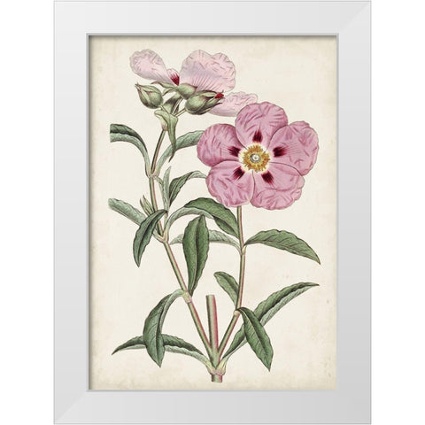 Garden Gems VII White Modern Wood Framed Art Print by Curtis