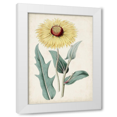 Garden Gems VIII White Modern Wood Framed Art Print by Curtis