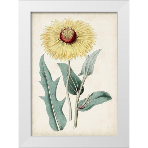 Garden Gems VIII White Modern Wood Framed Art Print by Curtis