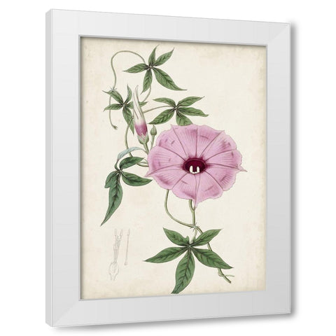 Garden Gems IX White Modern Wood Framed Art Print by Curtis