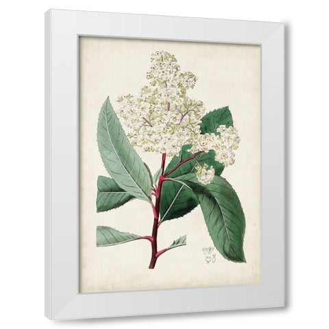 Garden Gems X White Modern Wood Framed Art Print by Curtis