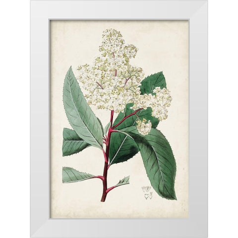 Garden Gems X White Modern Wood Framed Art Print by Curtis
