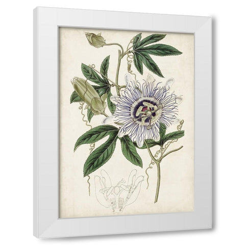 Garden Gems XI White Modern Wood Framed Art Print by Curtis
