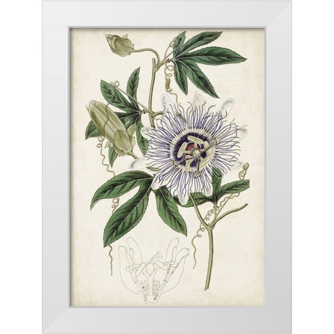 Garden Gems XI White Modern Wood Framed Art Print by Curtis