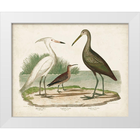 Waterbird Trio I White Modern Wood Framed Art Print by Wilson, Alexander