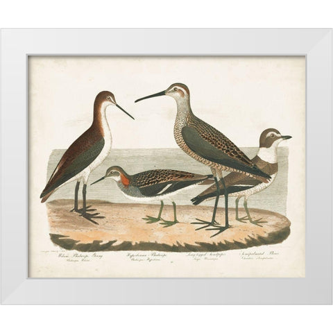 Waterbird Trio II White Modern Wood Framed Art Print by Wilson, Alexander
