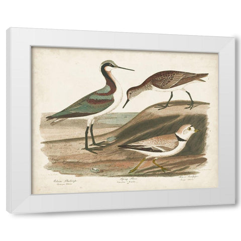 Waterbird Trio III White Modern Wood Framed Art Print by Wilson, Alexander