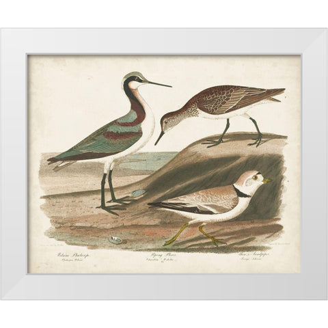 Waterbird Trio III White Modern Wood Framed Art Print by Wilson, Alexander