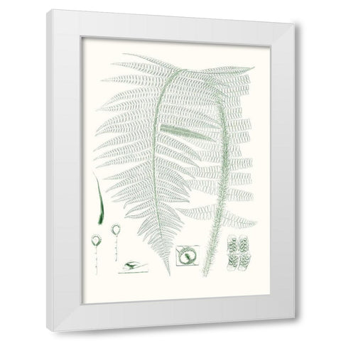 Verdure Ferns IX White Modern Wood Framed Art Print by Vision Studio