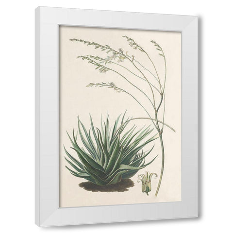 Agave Plant I White Modern Wood Framed Art Print by Unknown