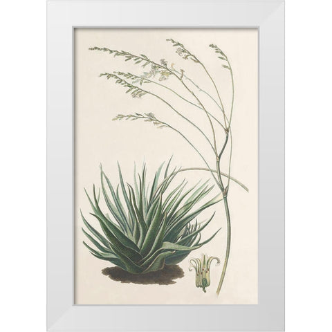 Agave Plant I White Modern Wood Framed Art Print by Unknown