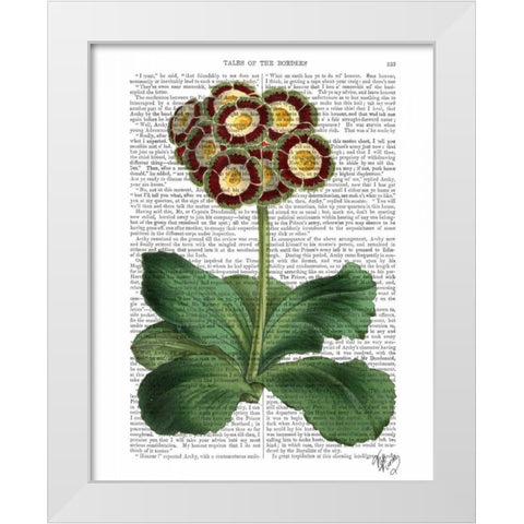 Primula Auricula Red White Modern Wood Framed Art Print by Fab Funky