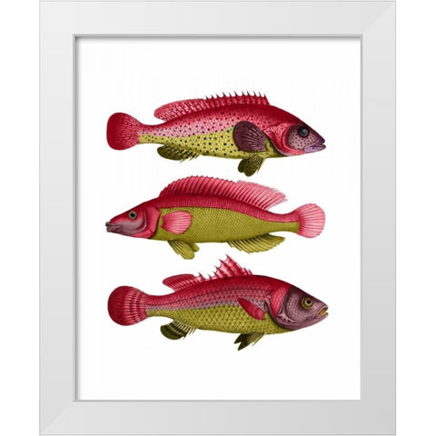 Red and Yellow Fantasy Fish Trio White Modern Wood Framed Art Print by Fab Funky