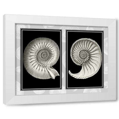Nautilus Shells On Black White Modern Wood Framed Art Print by Fab Funky