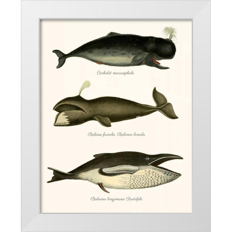 Trio of Vintage Whales White Modern Wood Framed Art Print by Fab Funky