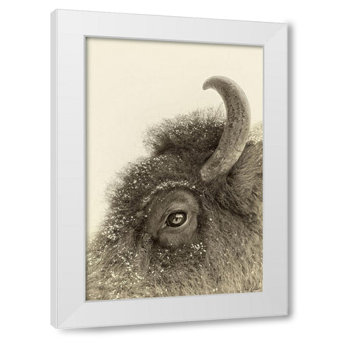 Buffalo Eye and Snow White Modern Wood Framed Art Print by Drost, David