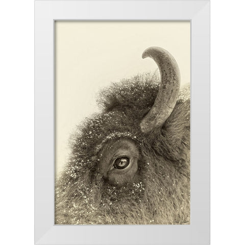 Buffalo Eye and Snow White Modern Wood Framed Art Print by Drost, David