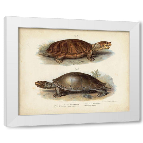 Antique Turtle Pair II White Modern Wood Framed Art Print by Vision Studio