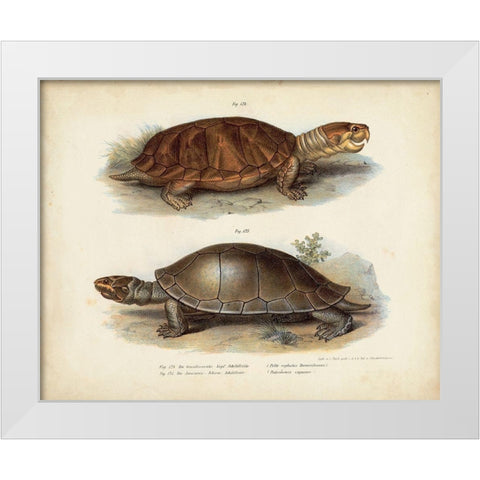 Antique Turtle Pair II White Modern Wood Framed Art Print by Vision Studio