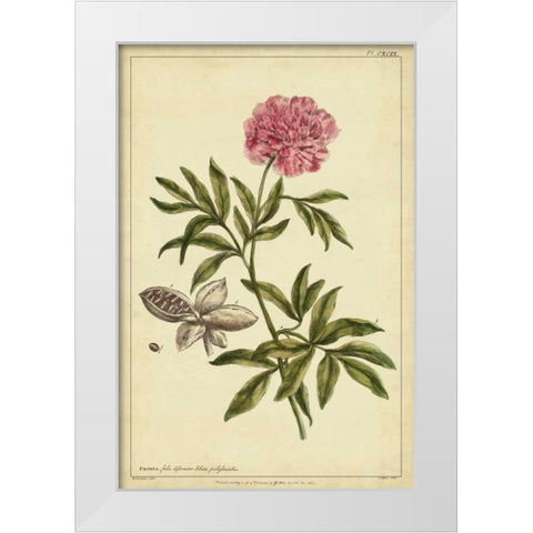 Peony, Pl. CXCIX White Modern Wood Framed Art Print by Miller, Philip