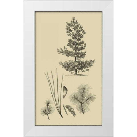 Arbor Study III White Modern Wood Framed Art Print by Vision Studio