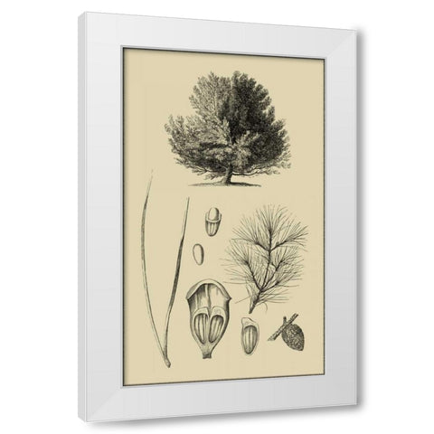 Arbor Study V White Modern Wood Framed Art Print by Vision Studio