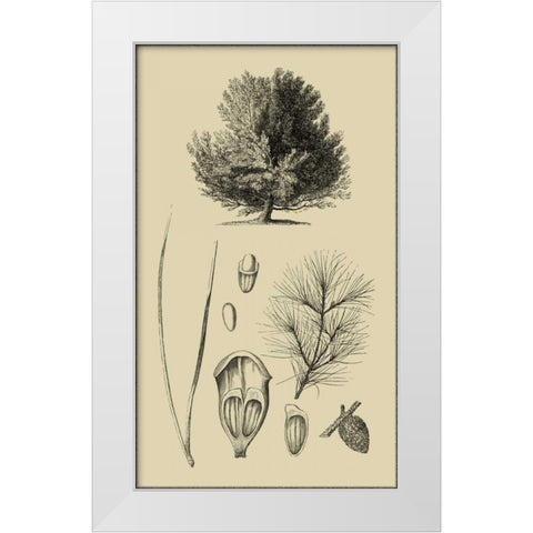 Arbor Study V White Modern Wood Framed Art Print by Vision Studio