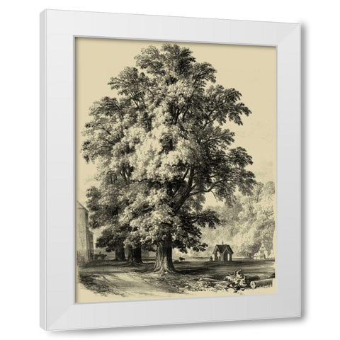 The Elm Tree White Modern Wood Framed Art Print by Unknown