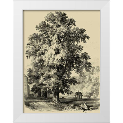 The Elm Tree White Modern Wood Framed Art Print by Unknown