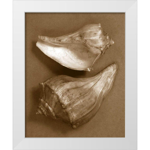 Sensual Shells I White Modern Wood Framed Art Print by Stramel, Renee W.