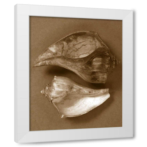 Sensual Shells II White Modern Wood Framed Art Print by Stramel, Renee W.