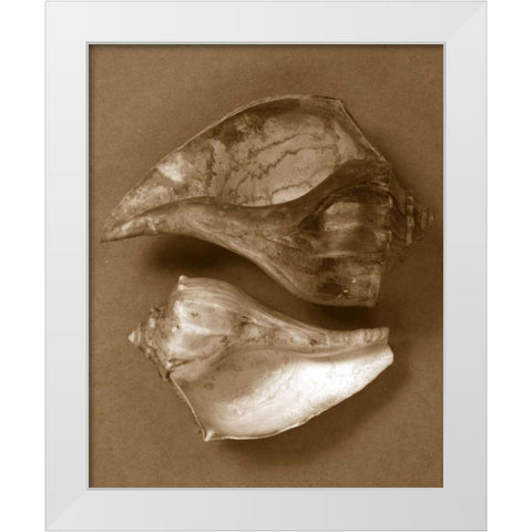 Sensual Shells II White Modern Wood Framed Art Print by Stramel, Renee W.