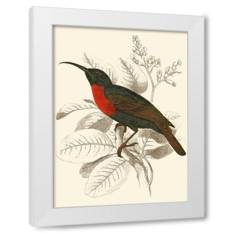 Jardine Hummingbird III White Modern Wood Framed Art Print by Jardine, Sir William