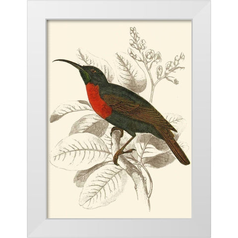 Jardine Hummingbird III White Modern Wood Framed Art Print by Jardine, Sir William