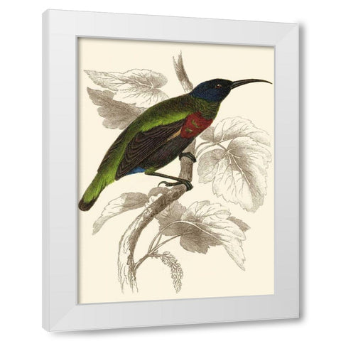 Jardine Hummingbird IV White Modern Wood Framed Art Print by Jardine, Sir William