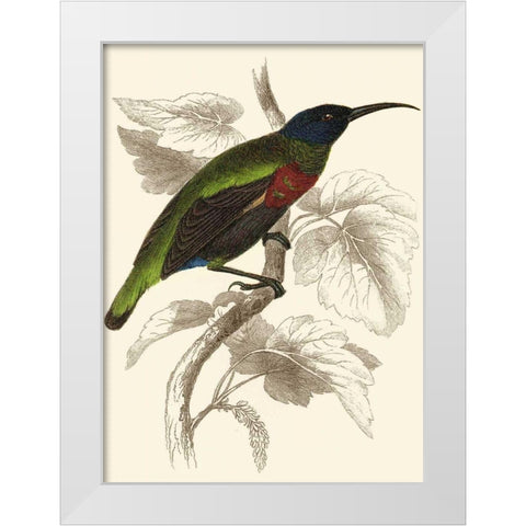 Jardine Hummingbird IV White Modern Wood Framed Art Print by Jardine, Sir William