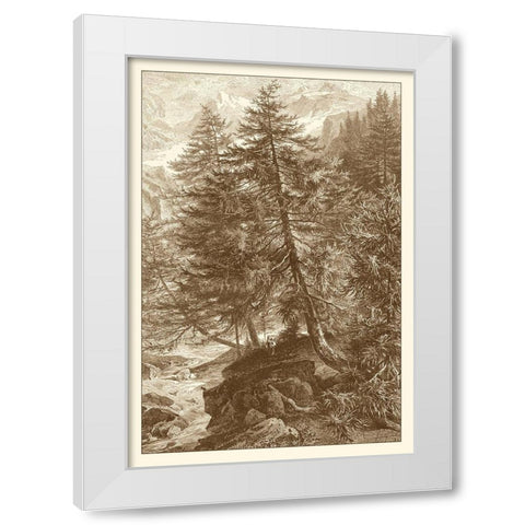 Sepia Larch Tree White Modern Wood Framed Art Print by Heyn, Ernst